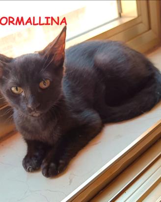 TORMALLINA micina nera di 3 mesi