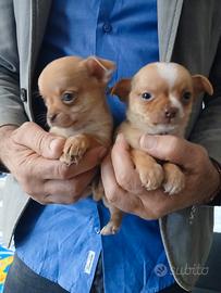 chihuahua mini toy 