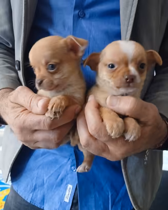 chihuahua mini toy 