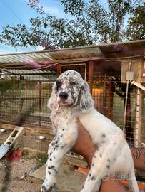 Cuccioli di setter inglese