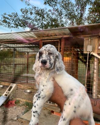 Cuccioli di setter inglese