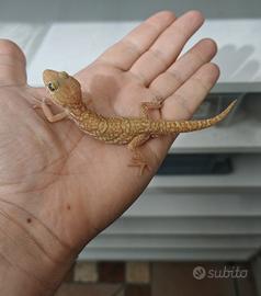 Allevamento di geco picta ChrisGeckos