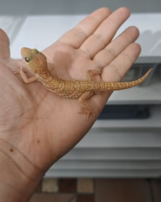 Allevamento di geco picta ChrisGeckos