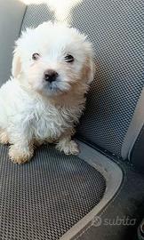 Cucciolo di maltese bijon frisé