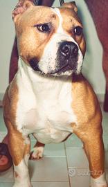 Pitbull American Bully
