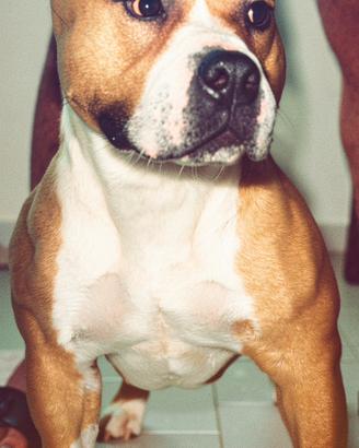 Pitbull American Bully