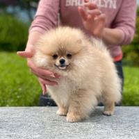 POMERANIA Spitz Nano Sabbia Pedigree