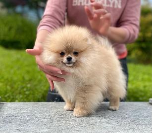 POMERANIA Spitz Nano Sabbia Pedigree