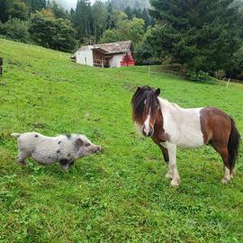Pony