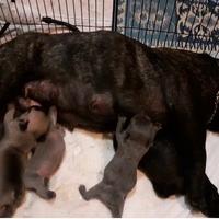 Cuccioli bulldog francese