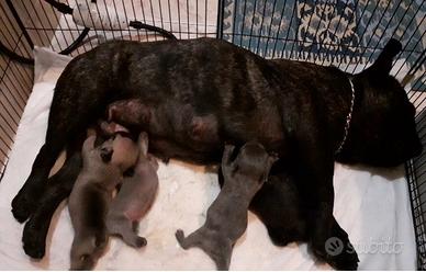 Cuccioli bulldog francese