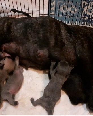 Cuccioli bulldog francese