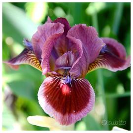 Iris nano