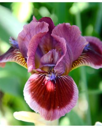 Iris nano
