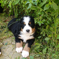 Bovaro del bernese