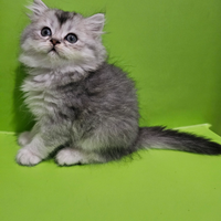 British Shorthair cuccioli colore raro pedigree