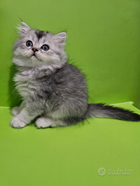 British Shorthair cuccioli colore raro pedigree