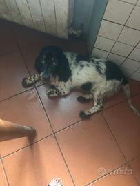 Cane cocherino