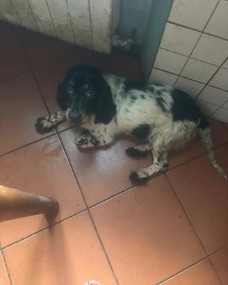 Cane cocherino