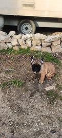 Bulldog francese cucciolo