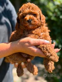 Barboncino con pedigree ENCI