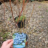 mirtilli americani produttivi