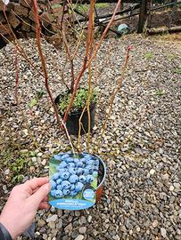 mirtilli americani produttivi