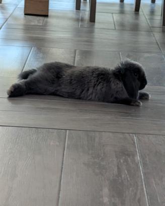 Cucciolo di coniglio mini lop di 5 mesi