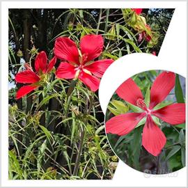 Pianta di Hibisco coccineus in vaso