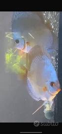 Discus cobalt coppia giovane