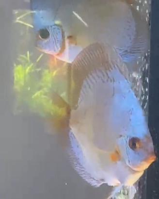 Discus cobalt coppia giovane