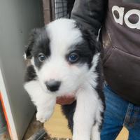 Border collie