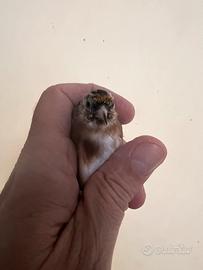 Cardellina