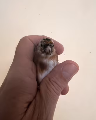 Cardellina