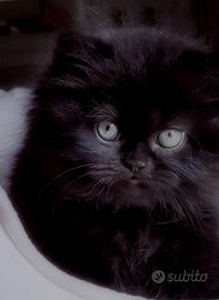 Cuccioli di Gatto Persiano