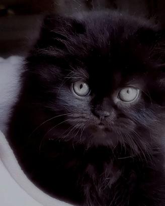 Cuccioli di Gatto Persiano