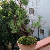 bonsai di pinus pinea 