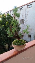 bonsai di pinus pinea 