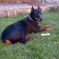 Dobermann maschio