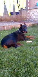 Dobermann maschio