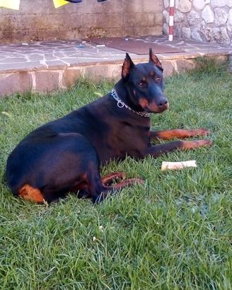 Dobermann maschio