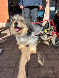 SIC un cagnolino speciale da adottare