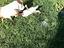 Immagine 3
