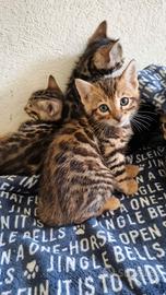 Bengala, cuccioli gatto bengala