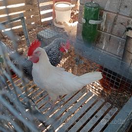 gallo 