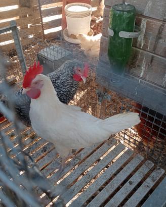 gallo 