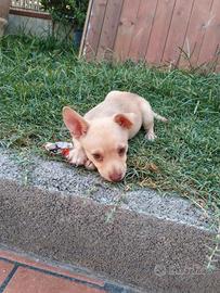 Cucciole di pincher-chiwawa