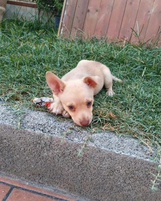 Cucciole di pincher-chiwawa