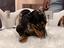 Immagine 6