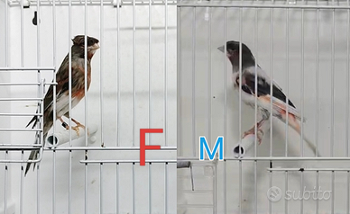 Coppia Arlecchino Portoghese